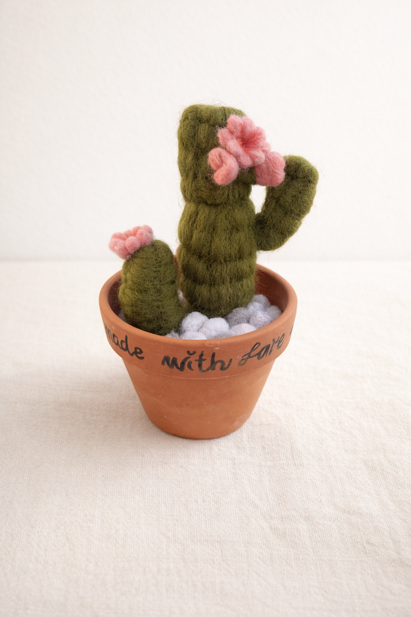 Cactus in Terracotta Pot