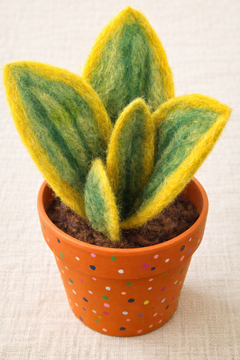 Snake Plant (Sansevieria) in Polka Dot Terracotta Pot