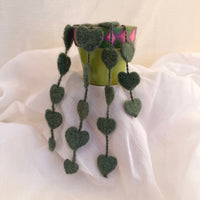 String Of Hearts Plant