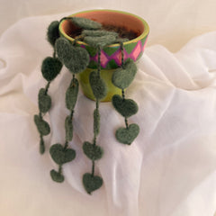 String Of Hearts Plant