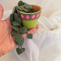 String Of Hearts Plant