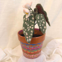 Begonia Dot