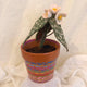 Begonia Dot