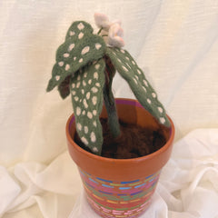 Begonia Dot