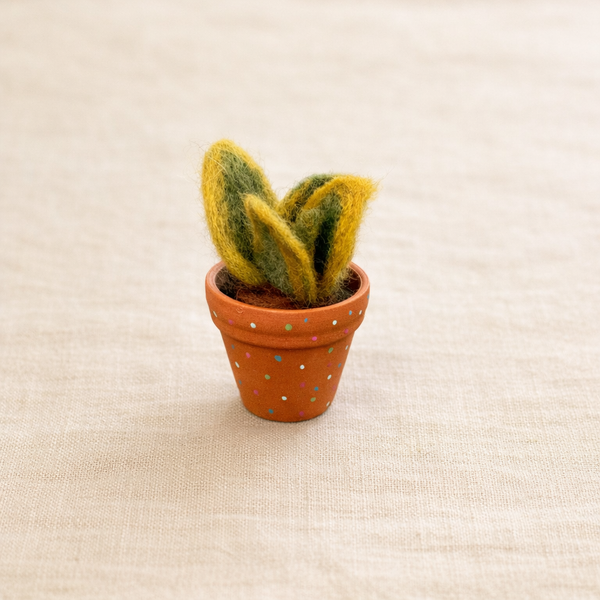 Mini Snake Plant (Sansevieria) in a terracotta pot