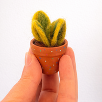 Mini Snake Plant (Sansevieria) in a terracotta pot