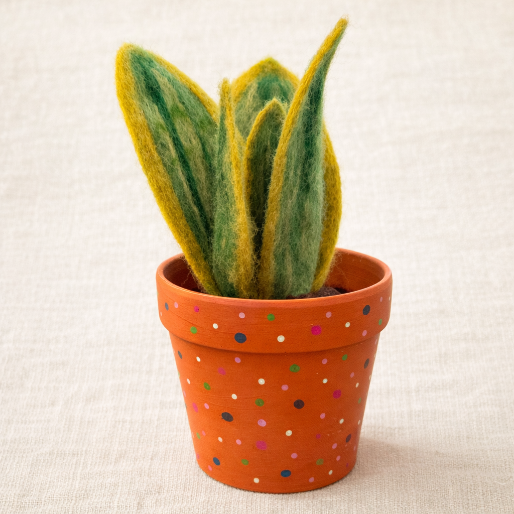 Snake Plant (Sansevieria) in Polka Dot Terracotta Pot