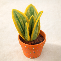 Snake Plant (Sansevieria) in Polka Dot Terracotta Pot