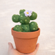 Cactus with Terracotta Pot - White Bloom