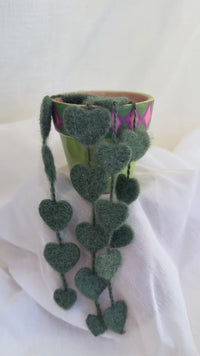 String Of Hearts Plant