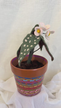 Begonia Dot
